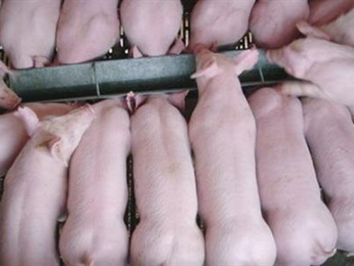 生长猪专用酶